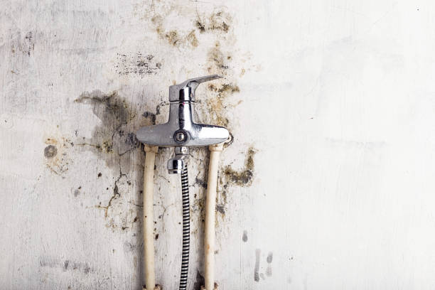 West Liberty, KY Mold Removal Company