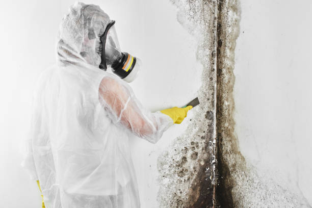 Best Mold Cleaning Services  in West Liberty, KY