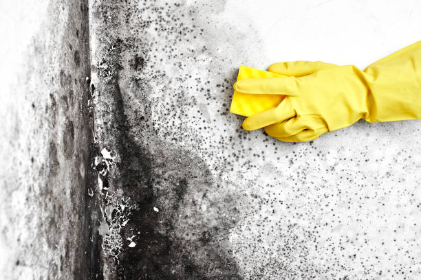 Best Fast Mold Removal  in West Liberty, KY