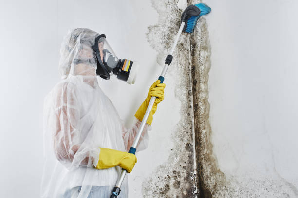 Best Commercial Mold Removal  in West Liberty, KY
