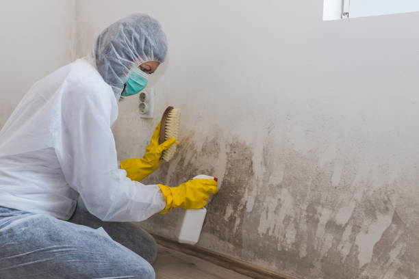 Best Certified Mold Removal  in West Liberty, KY