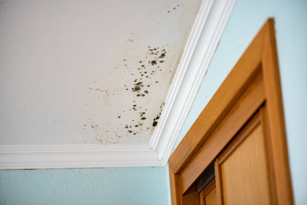 Best Mold Removal Specialists  in West Liberty, KY