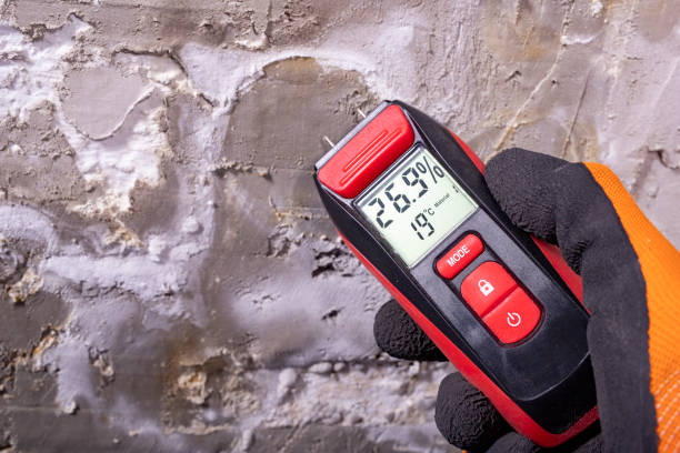 Best Certified Mold Removal  in West Liberty, KY
