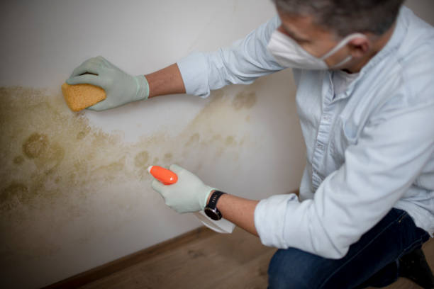 Best Mold Removal Company Near Me  in West Liberty, KY