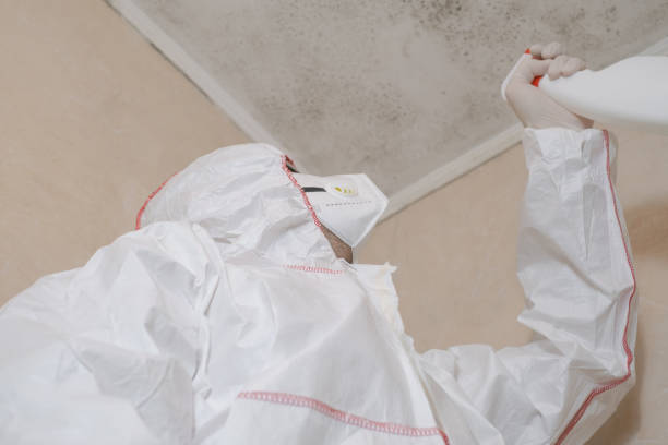 Home Mold Removal in West Liberty, KY