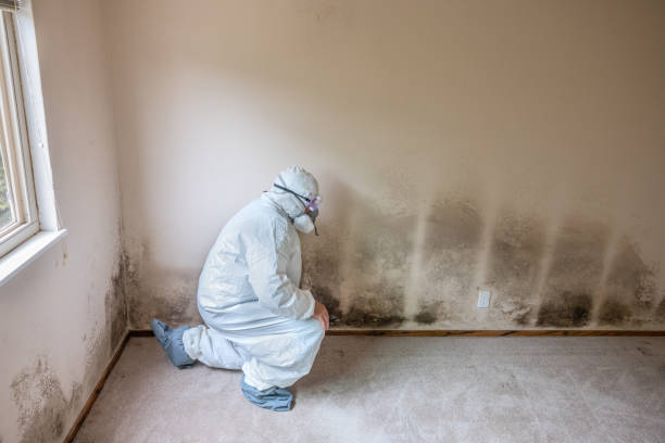 Best Black Mold Removal  in West Liberty, KY