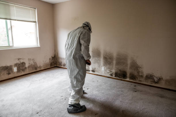 Best Residential Mold Removal  in West Liberty, KY