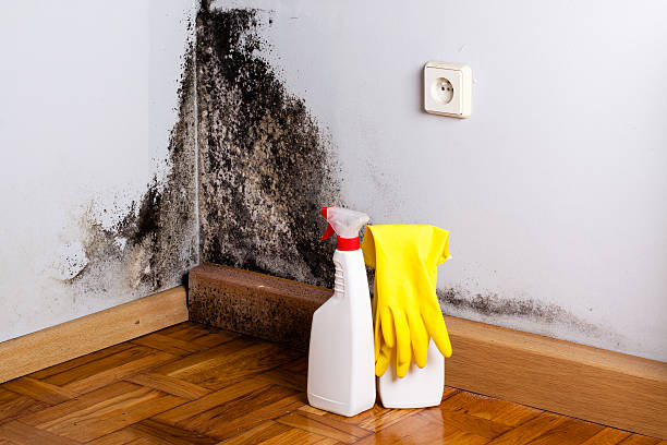 Best Mold Damage Repair  in West Liberty, KY