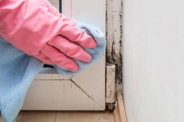 Mold Removal and Inspection in West Liberty, KY